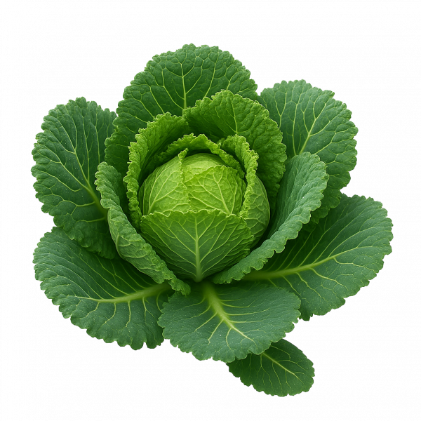 Chou frisé - La pièce